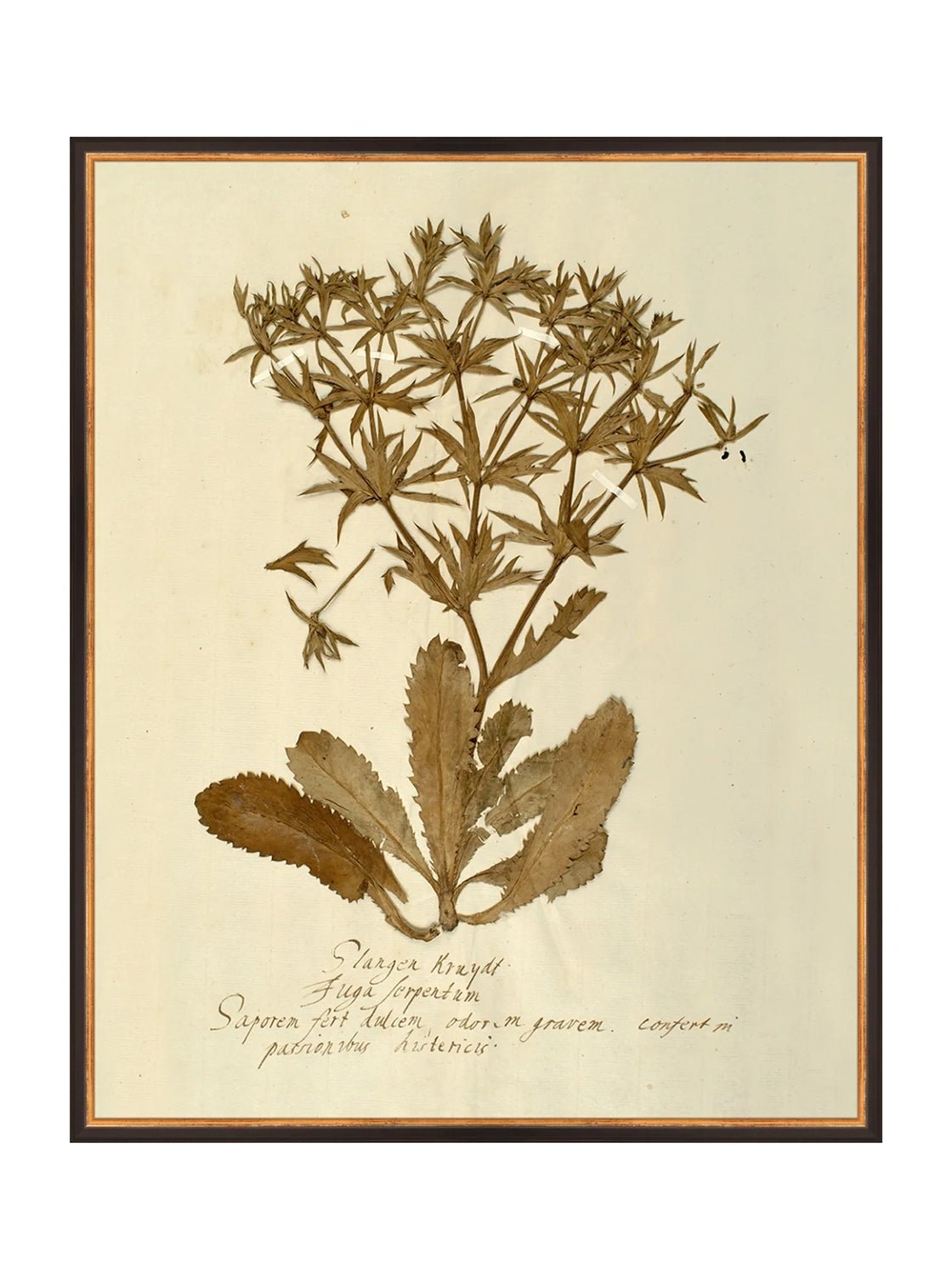 Herbier VII