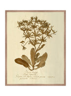 Herbier VII