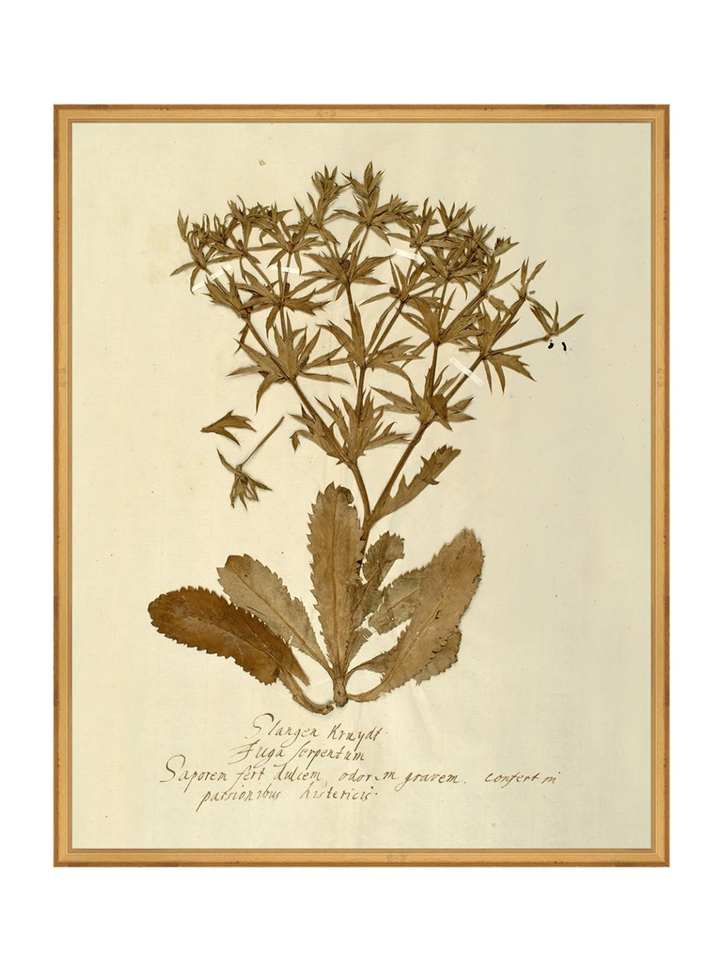 Herbier VII