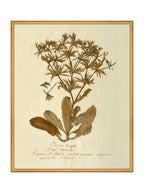 Herbier VII