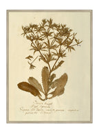 Herbier VII