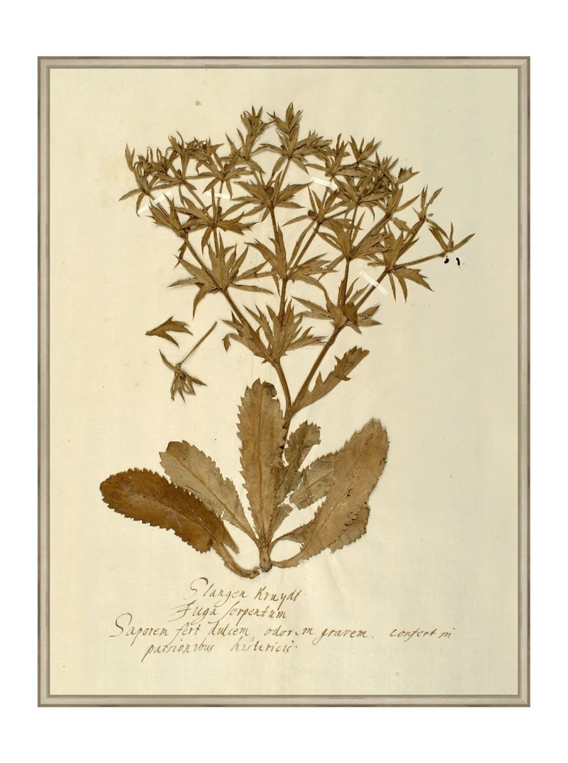 Herbier VII