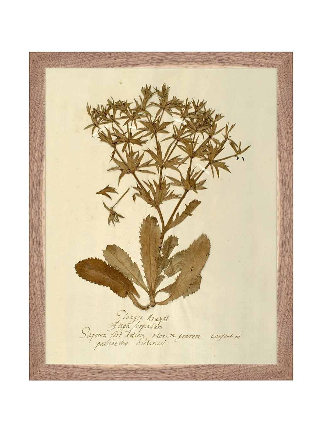 Herbier VII