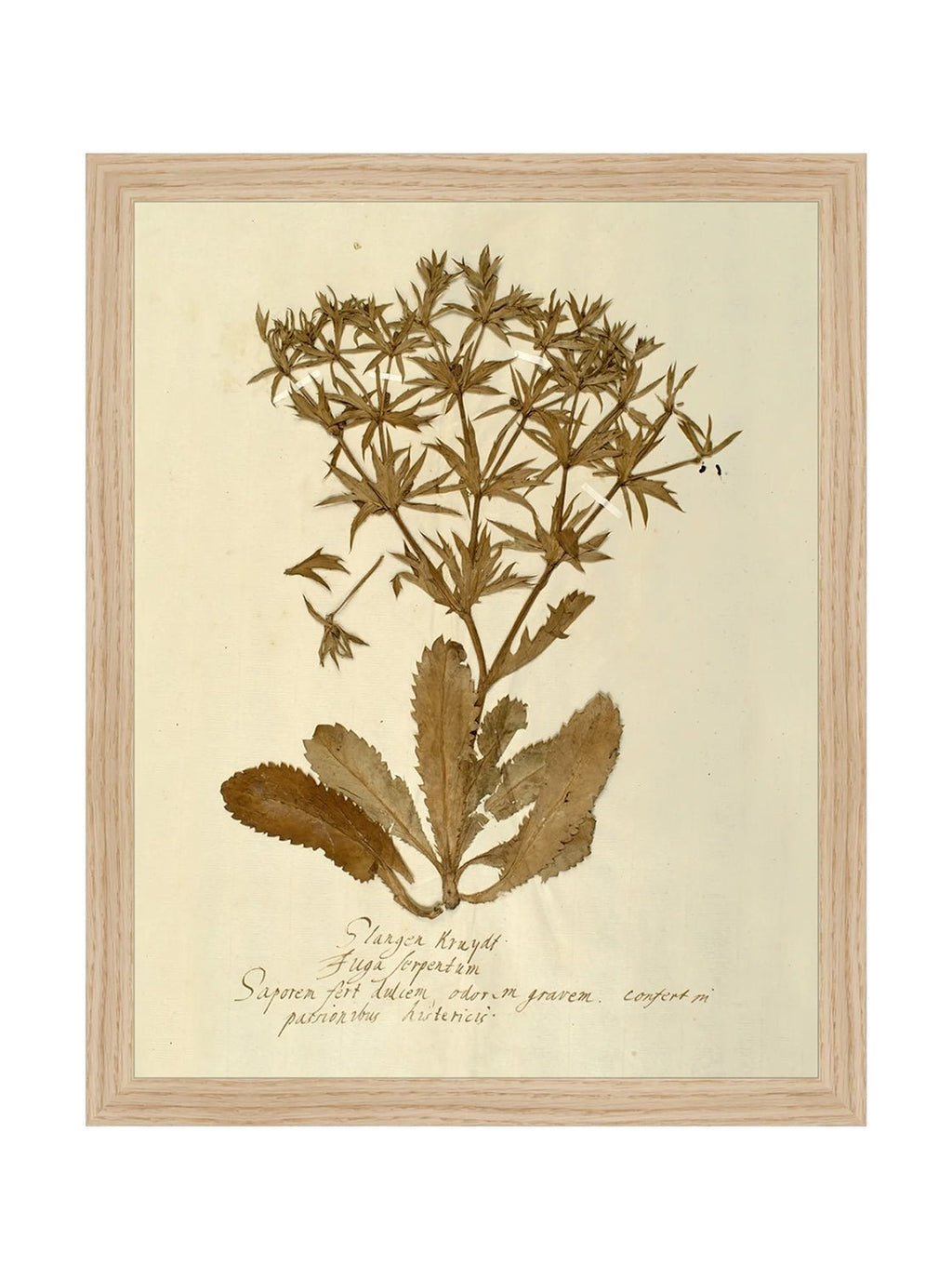 Herbier VII