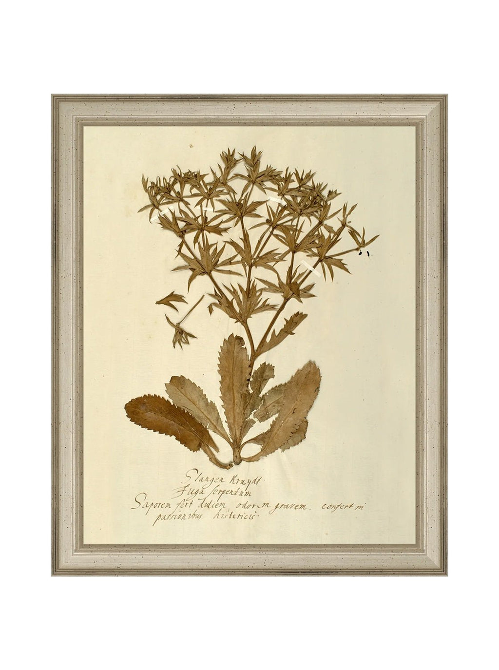 Herbier VII