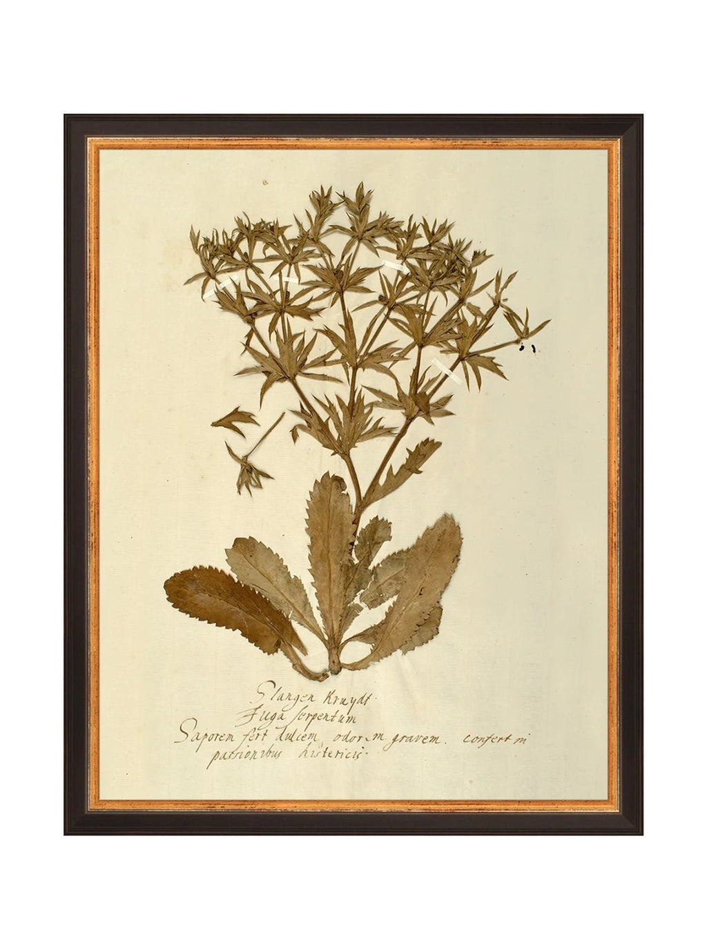 Herbier VII