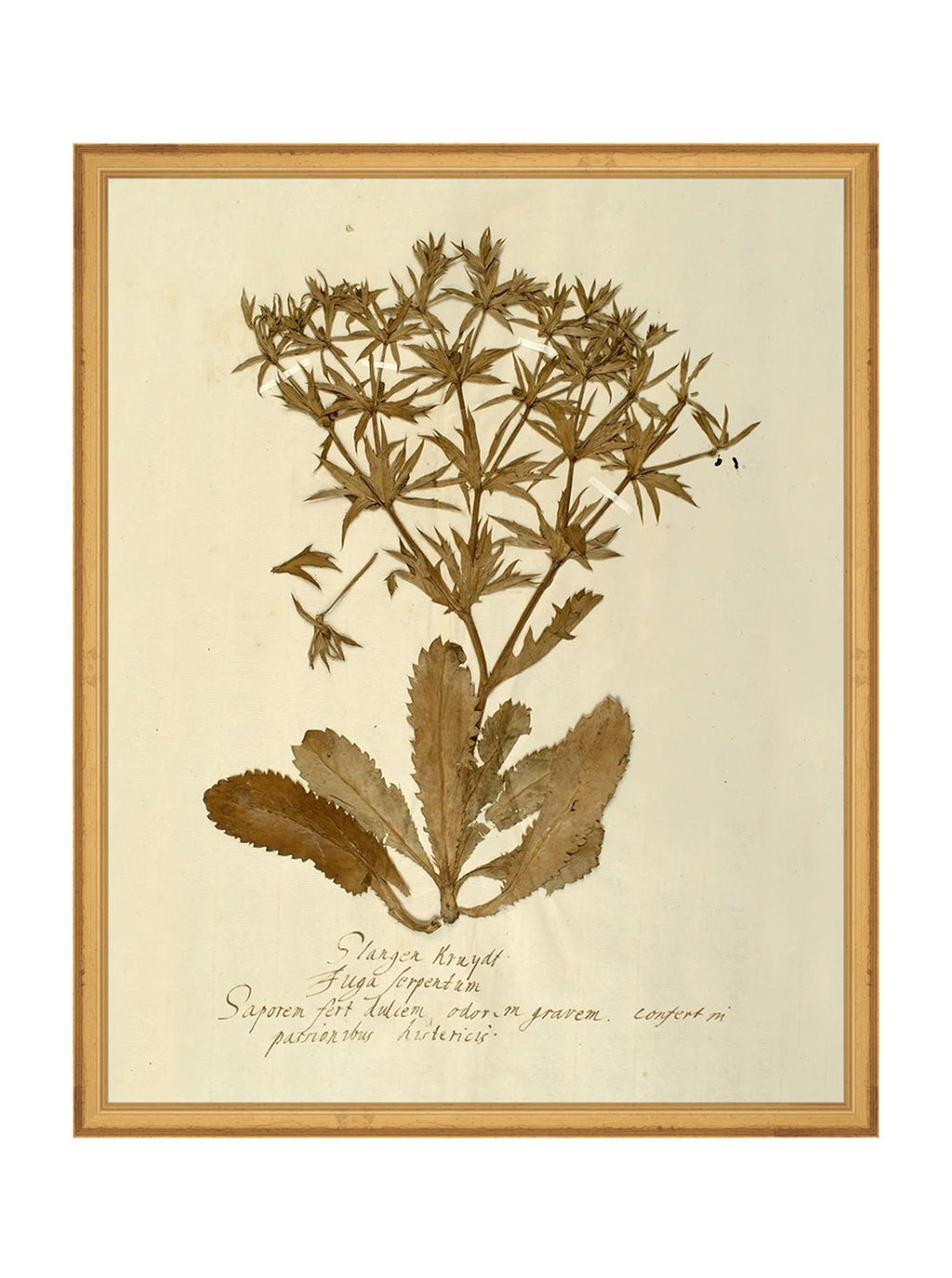 Herbier VII