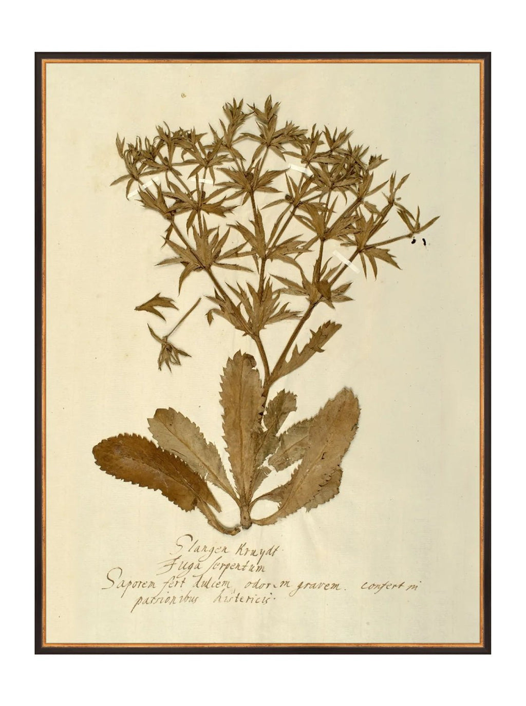 Herbier VII
