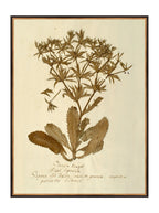 Herbier VII