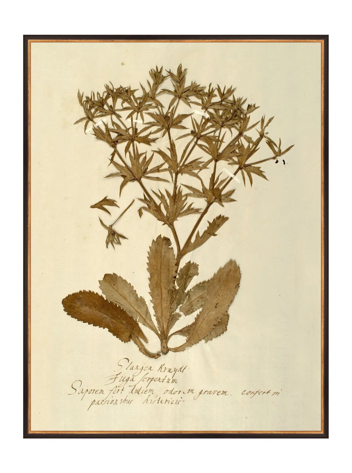 Herbier VII