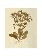 Herbier VII