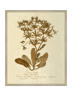 Herbier VII