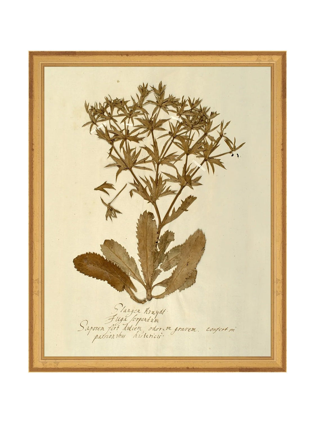 Herbier VII