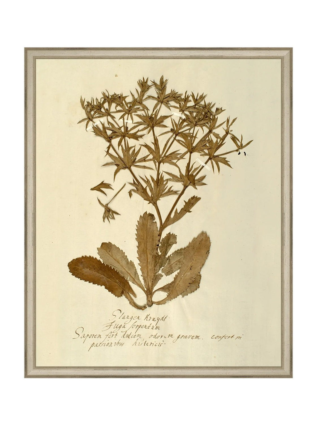Herbier VII