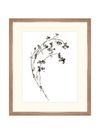 Botaniques encrées I