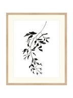 Botaniques encrées II