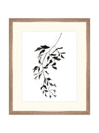 Botaniques encrées II