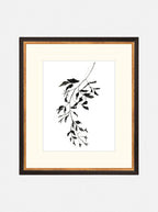 Botaniques encrées II