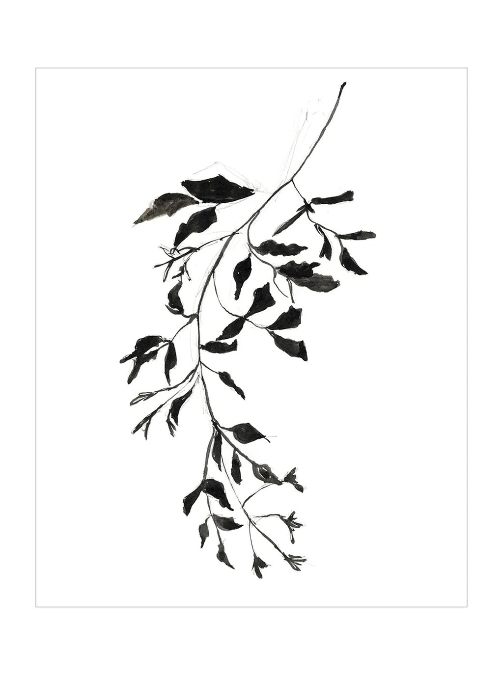 Botaniques encrées II