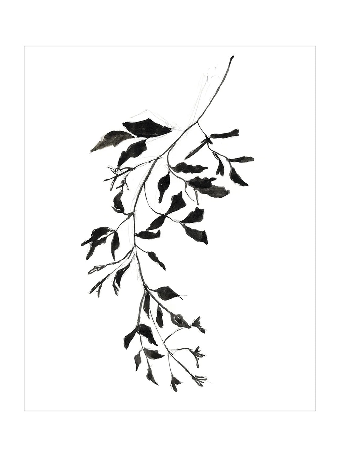Botaniques encrées II