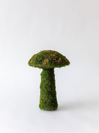 Champignons de mousse