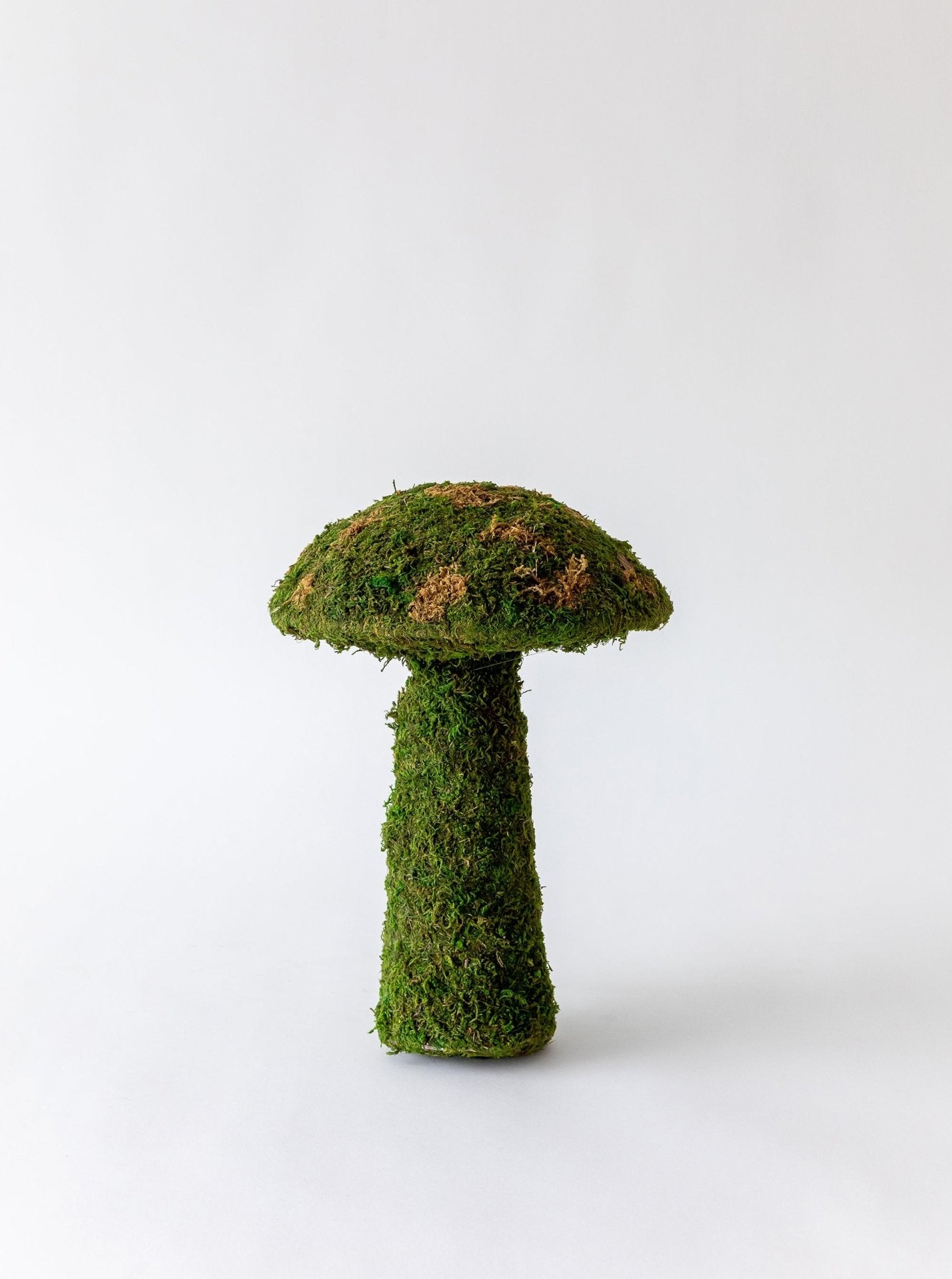 Champignons de mousse