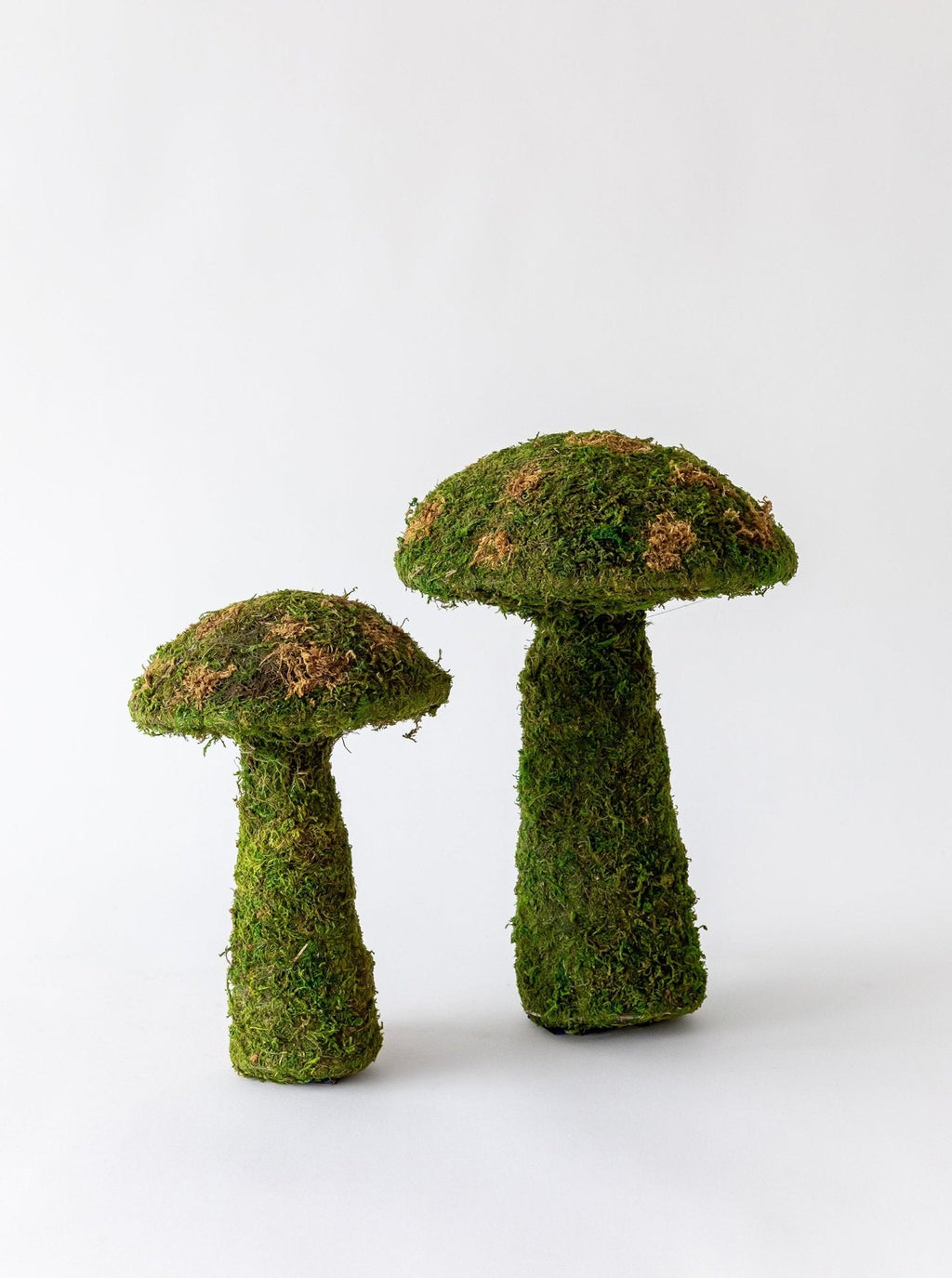 Champignons de mousse