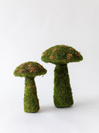 Champignons de mousse