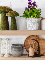 Champignons de mousse