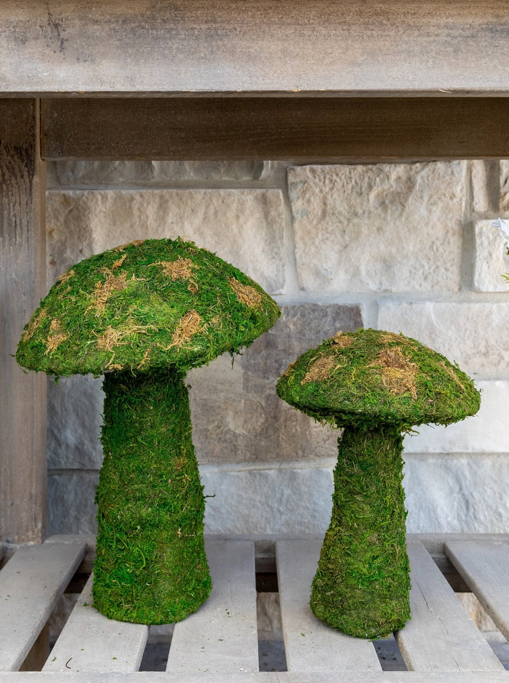 Champignons de mousse