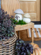 Boîte à chapeau de champignon