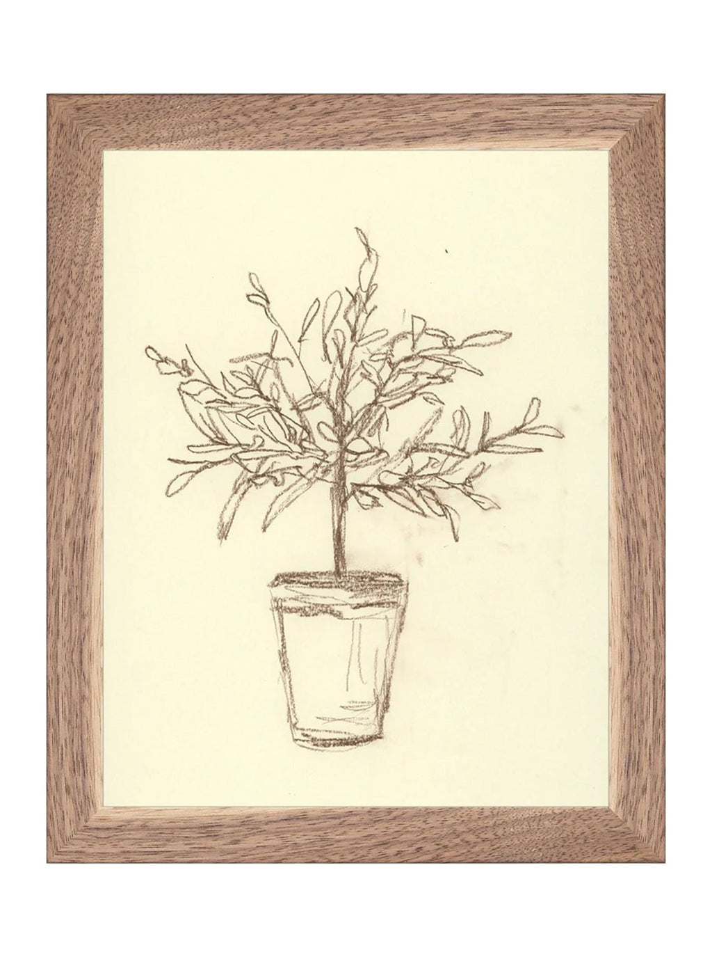 Étude sur l'olivier