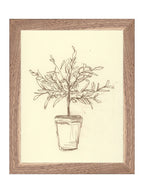 Étude sur l'olivier