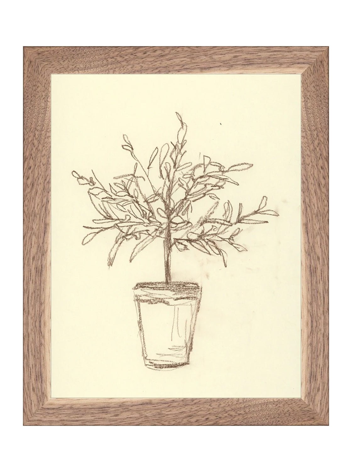 Étude sur l'olivier