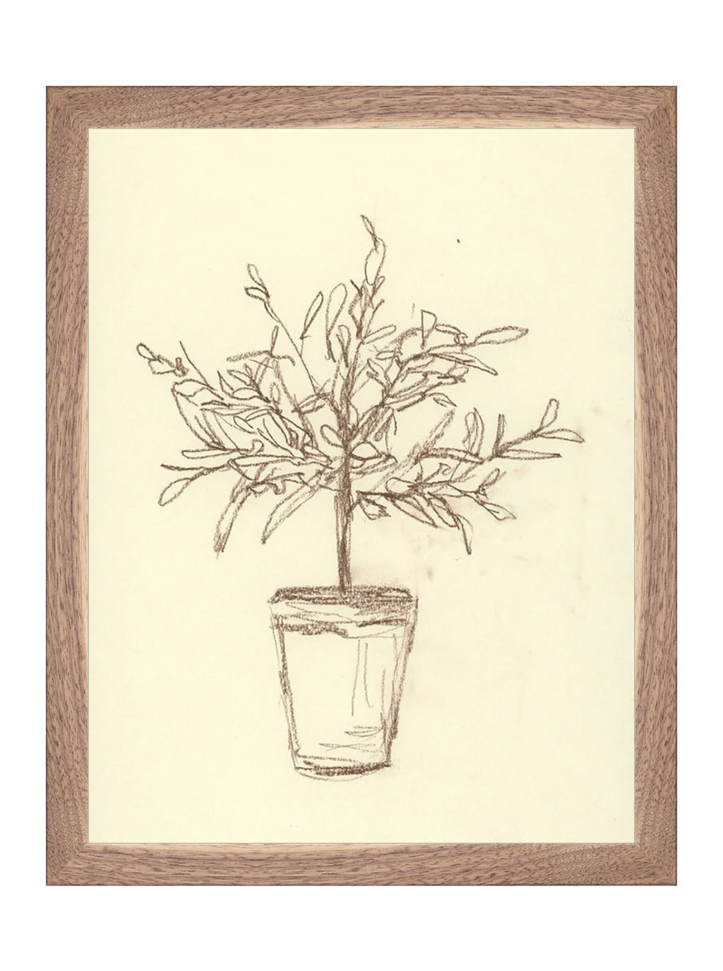 Étude sur l'olivier