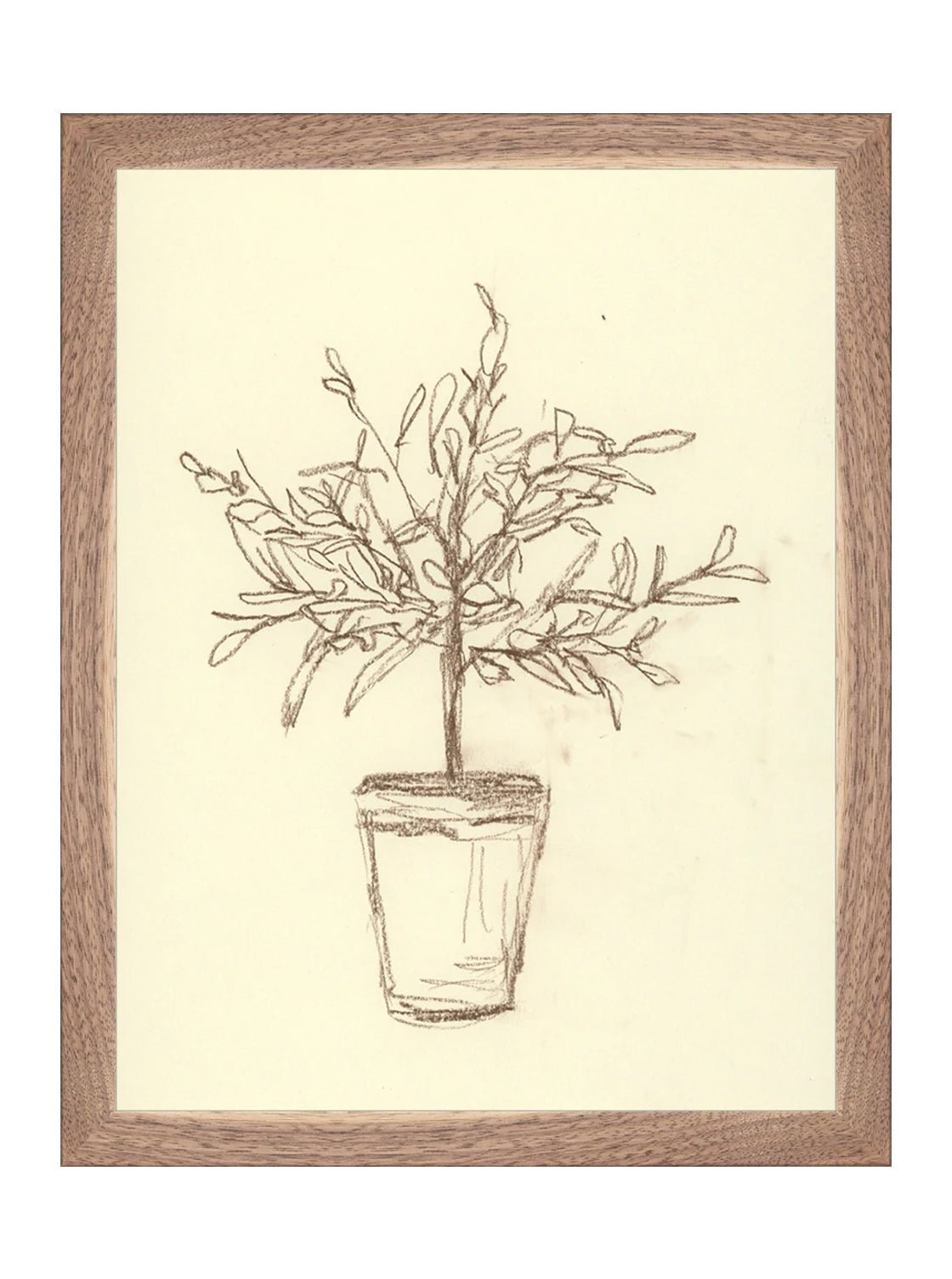 Étude sur l'olivier