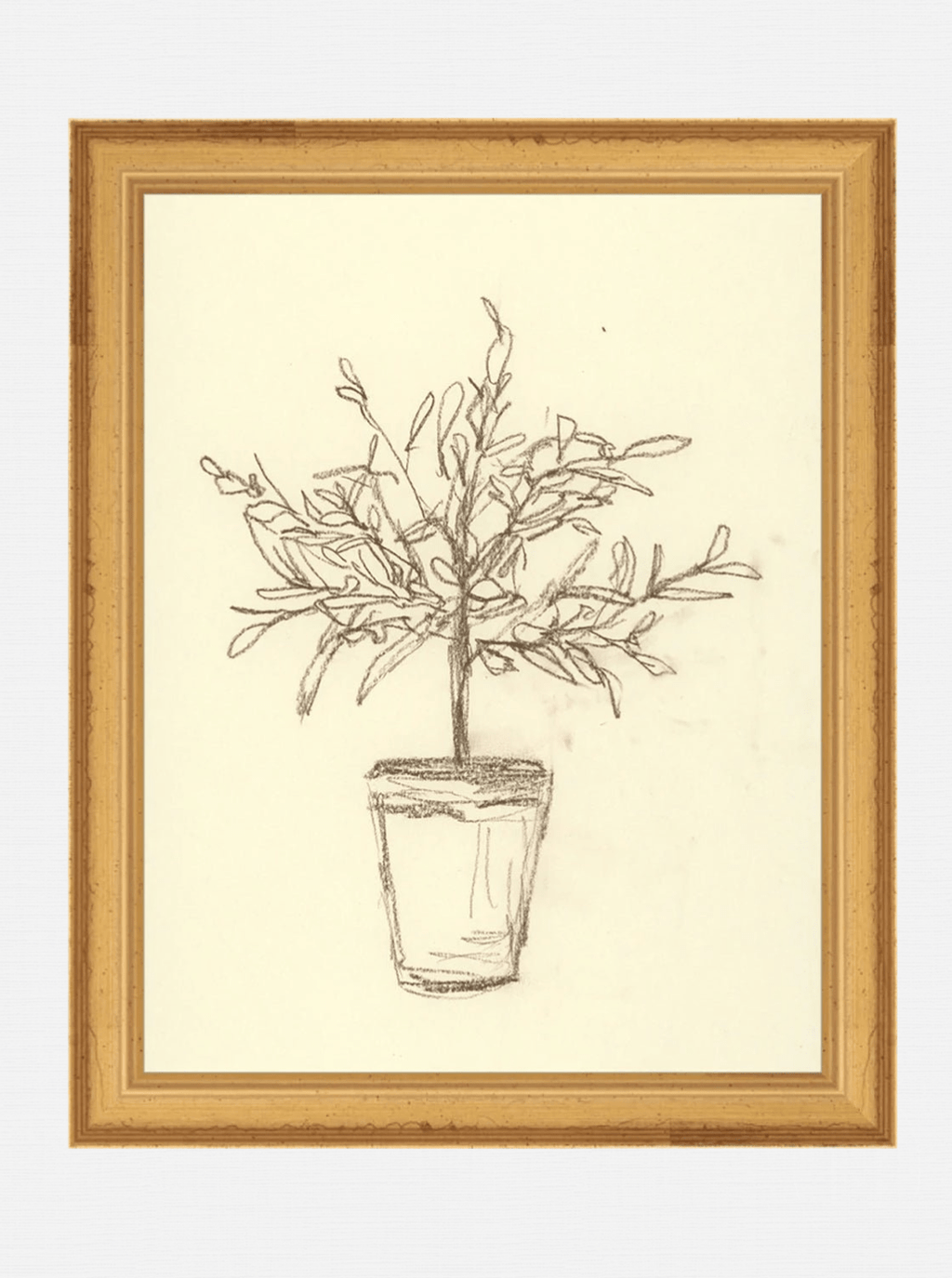 Étude sur l'olivier