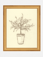 Étude sur l'olivier