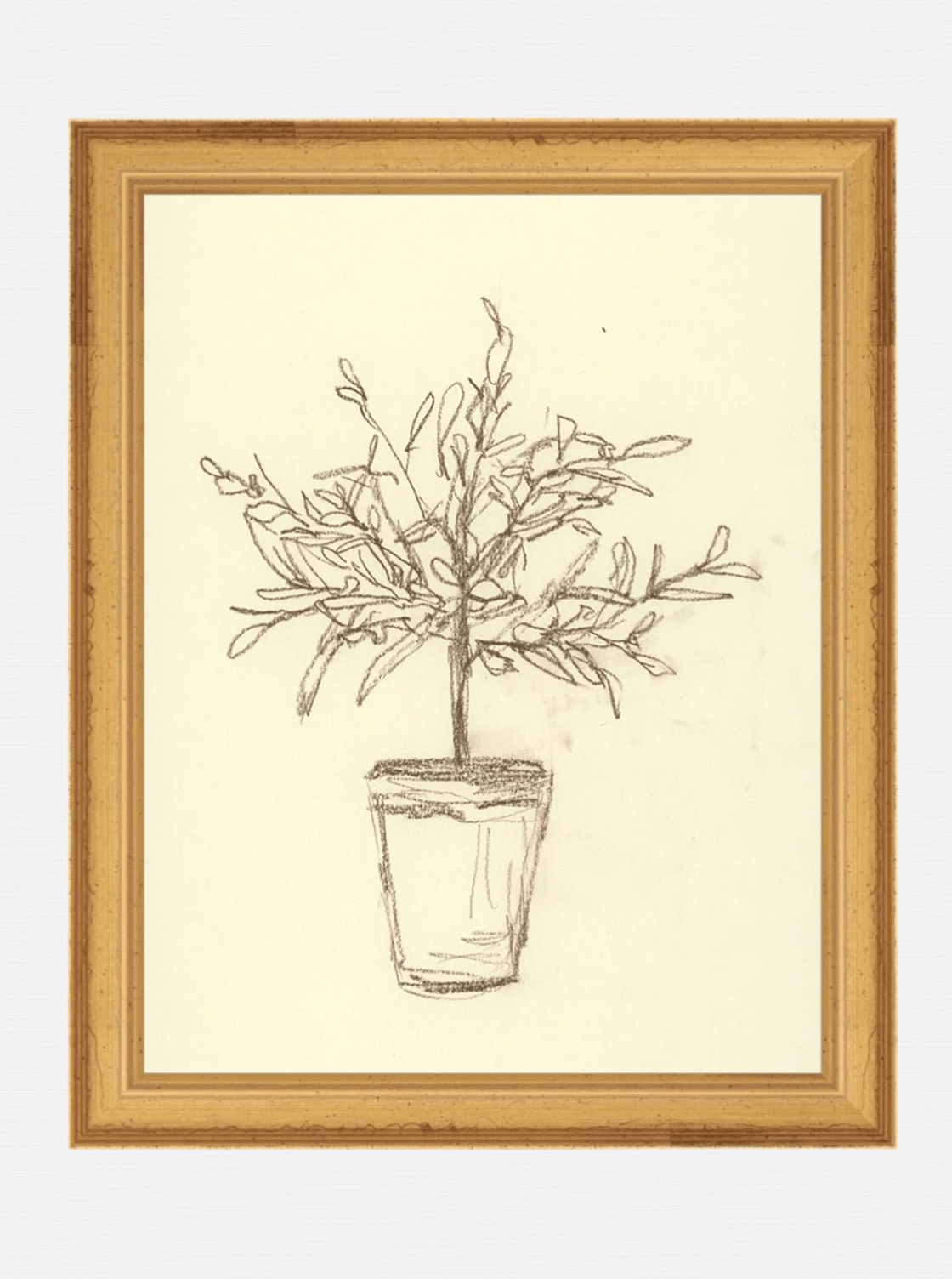 Étude sur l'olivier