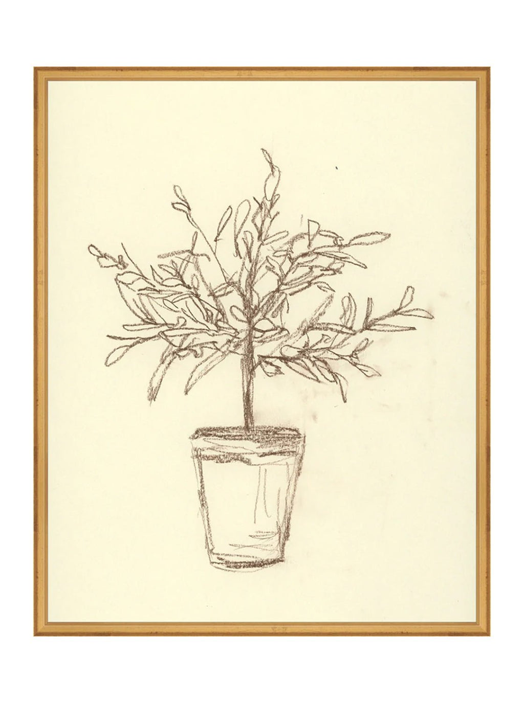 Étude sur l'olivier