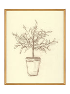 Étude sur l'olivier