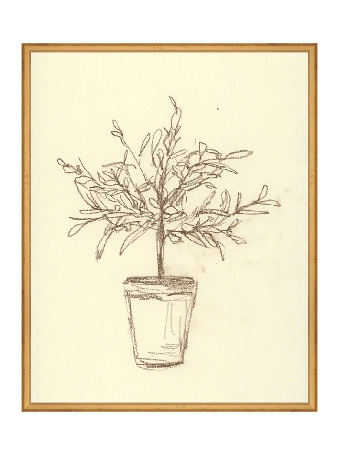 Étude sur l'olivier