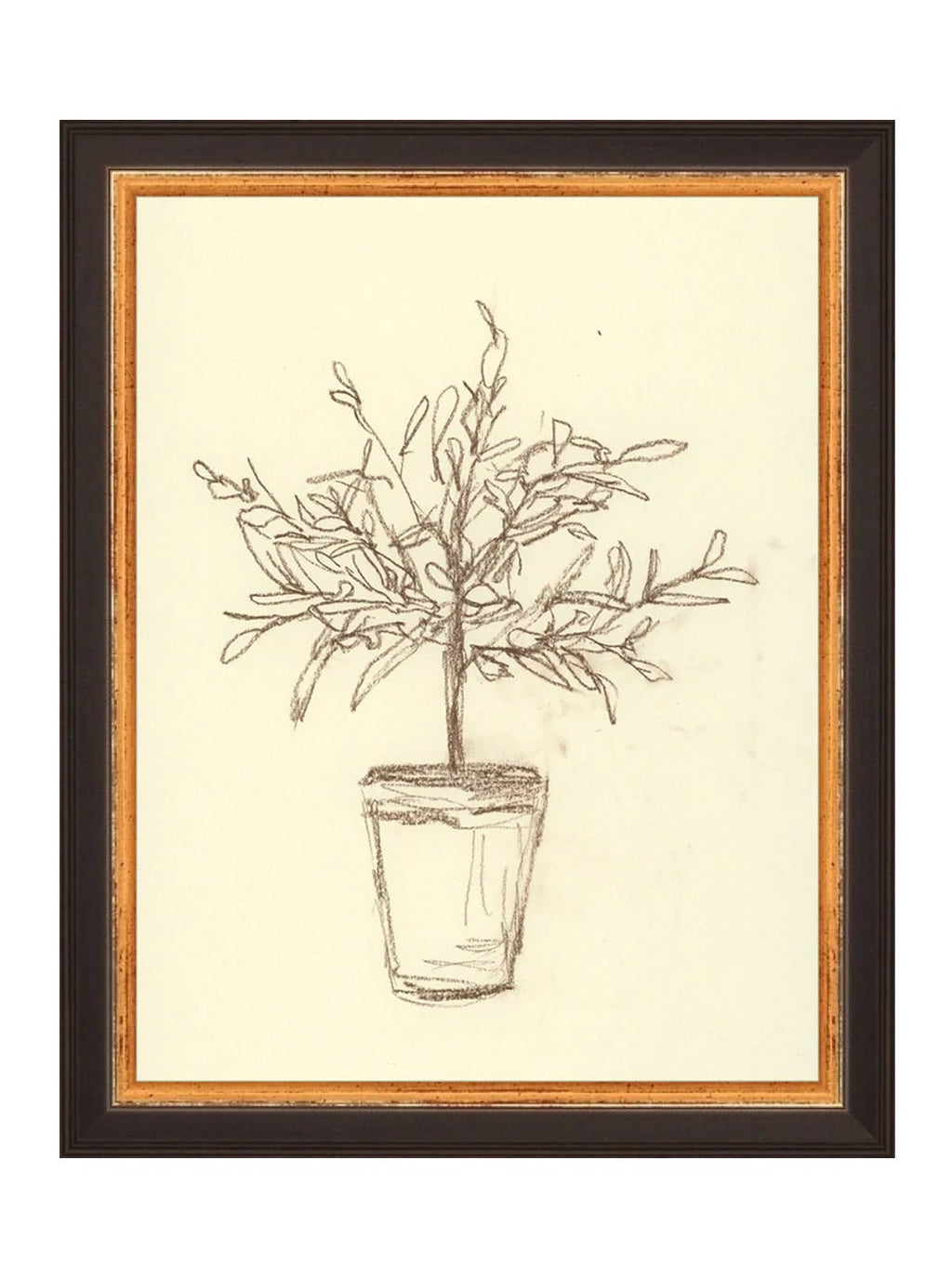 Étude sur l'olivier