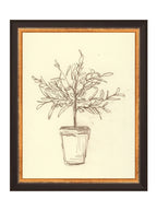 Étude sur l'olivier