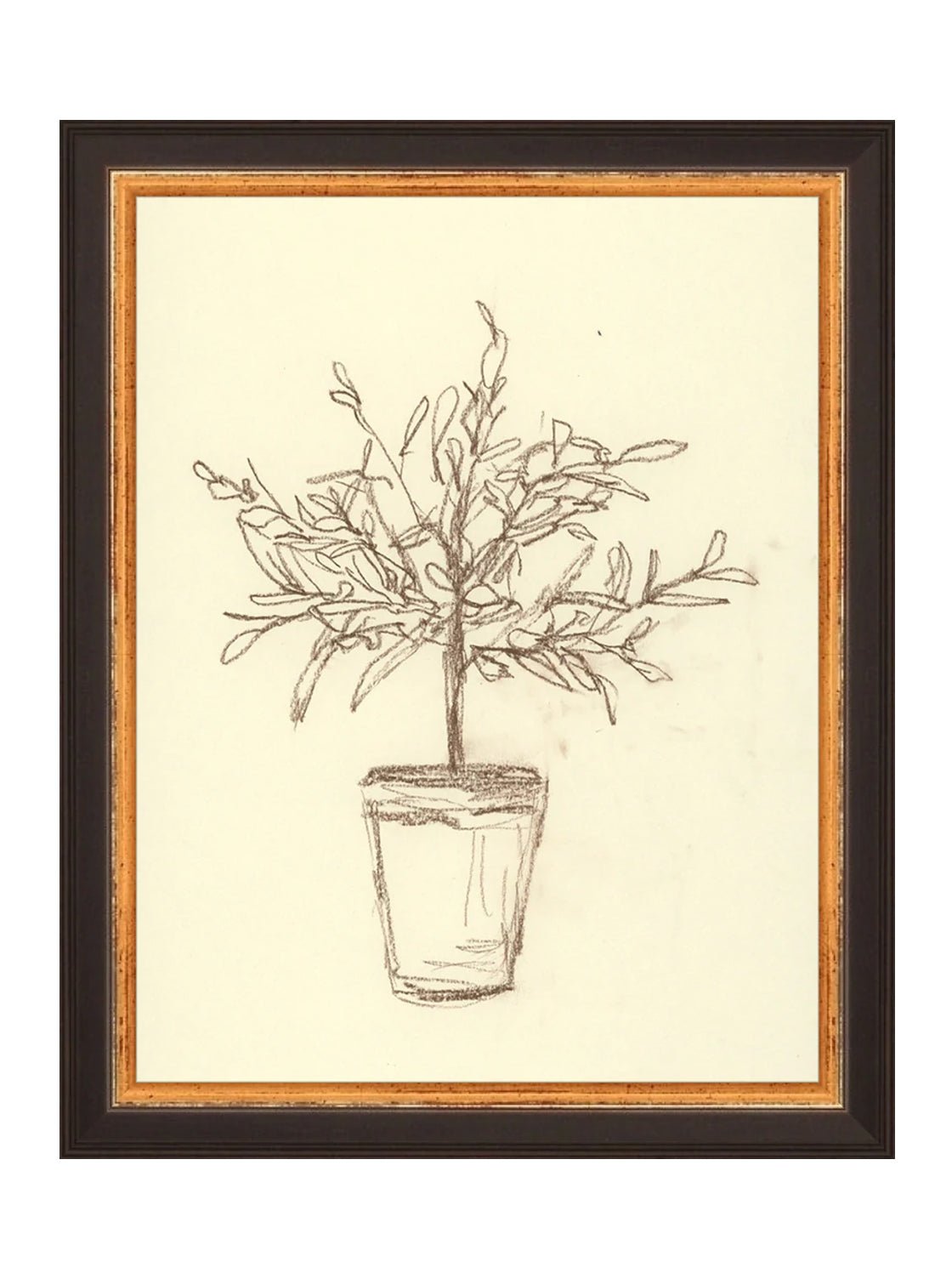 Étude sur l'olivier