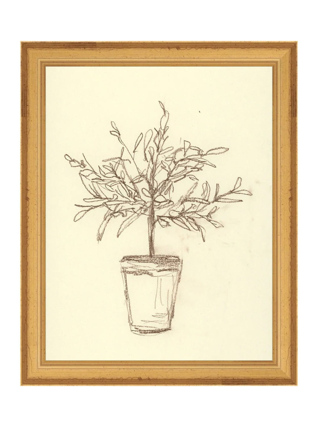 Étude sur l'olivier