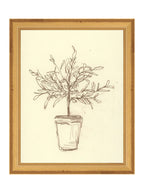 Étude sur l'olivier