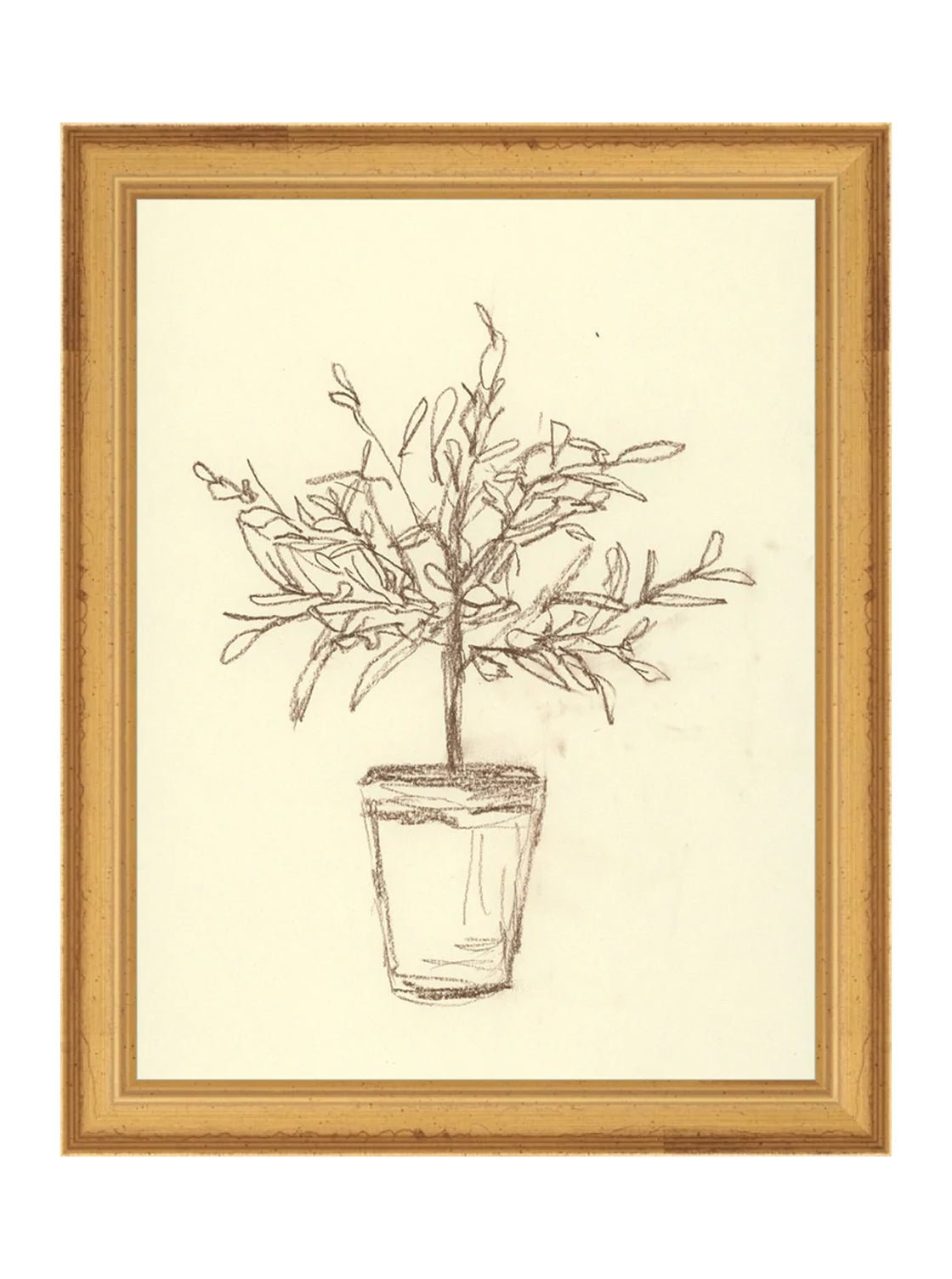 Étude sur l'olivier