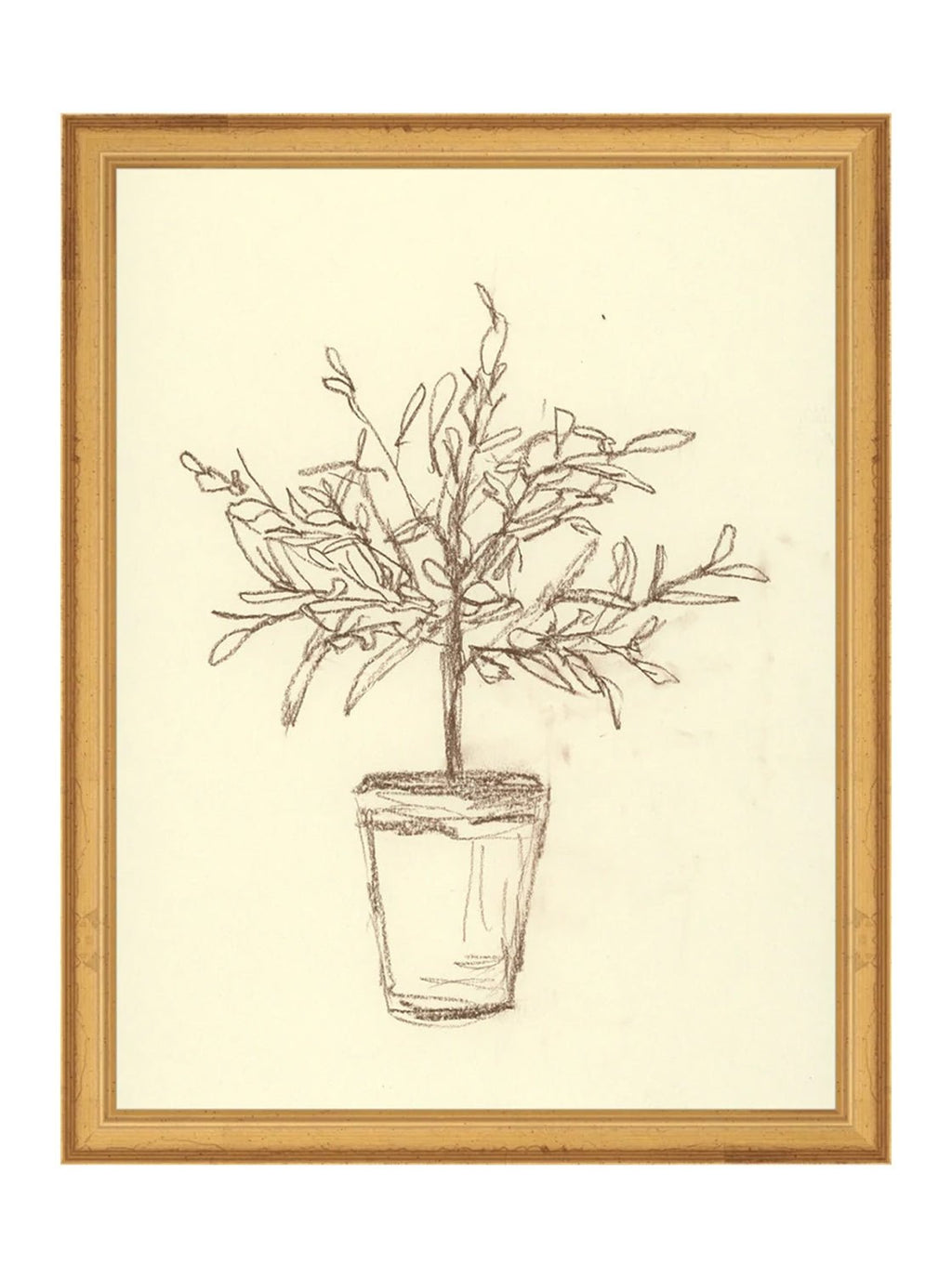 Étude sur l'olivier