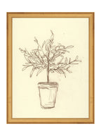 Étude sur l'olivier